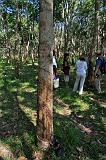 TANZANIA - Pemba Island - Lattice ricavato da albero della gomma - 2